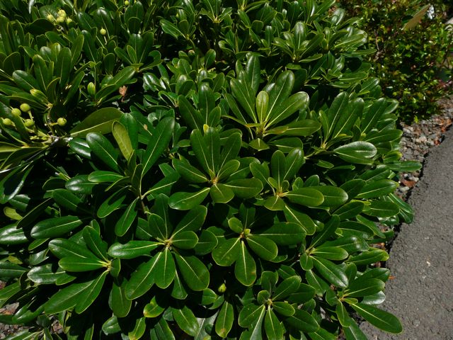 Pittosporum Tobira